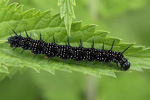 European Peacock Butterfly    