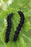 European Peacock Butterfly    Inachis io 