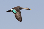 Indian Spot-billed Duck    Anas poecilorhyncha