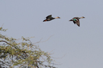 Indian Spot-billed Duck    Anas poecilorhyncha