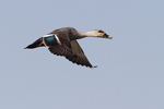 Indian Spot-billed Duck    Anas poecilorhyncha