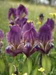      Iris suaveolens