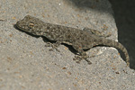 Israeli Fan-fingered Gecko   