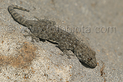 Близкоизточен плоскопръст гекон   Ptyodactylus puiseuxi