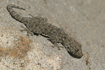 Israeli Fan-fingered Gecko   