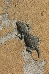 Israeli Fan-fingered Gecko   