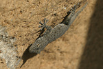 Israeli Fan-fingered Gecko   