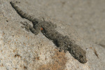 Israeli Fan-fingered Gecko   