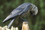  ()   Corvus monedula