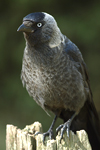  ()   Corvus monedula