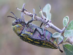 Jewel Beetle   22.Julodis ehrenbergi