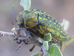 Jewel Beetle   