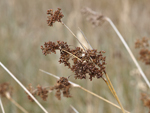 Sea Rush    Juncus maritimus