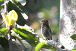 Jungle Owlet    Glaucidium radiatum