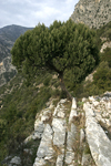      Juniperus excelsa