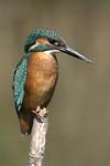 Kingfisher   