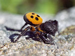 Lady Bird Spider   Eresus niger