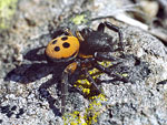 Lady Bird Spider   Eresus niger