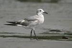 Laughing Gull    Larus atricilla