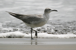 Laughing Gull    