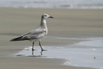 Laughing Gull    