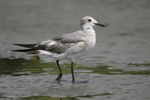 Laughing Gull    Larus atricilla