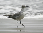 Laughing Gull    