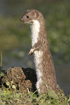 Common Weasel   Mustela nivalis