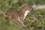 Common Weasel   Mustela nivalis