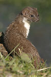 Common Weasel   Mustela nivalis