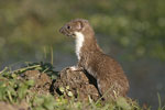 Common Weasel   Mustela nivalis