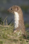 Common Weasel   Mustela nivalis