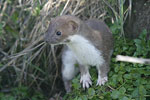 Common Weasel   Mustela nivalis