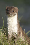 Common Weasel   Mustela nivalis