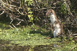 Common Weasel   Mustela nivalis