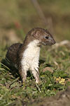 Common Weasel   Mustela nivalis