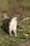    Mustela nivalis