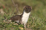 Common Weasel   Mustela nivalis