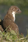 Common Weasel   Mustela nivalis