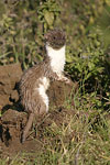 Common Weasel   Mustela nivalis