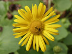 Leopard`s Bane   Doronicum sp.