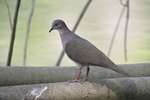 White-tipped Dove    