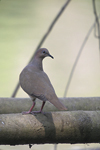 White-tipped Dove    Leptotila verreauxi