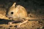 Lesser Egyptian Jerboa   Jaculus jaculus