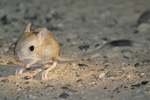 Lesser Egyptian Jerboa   Jaculus jaculus