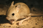 Lesser Egyptian Jerboa   