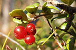 Lingonberry   Vaccinium vitis-idaea