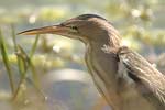 Little Bittern   Ixobrychus minutus