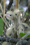 Little Bittern   