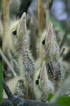 Little Bittern   